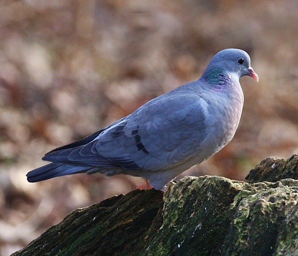Stock Dove - Owls, Raptors, Corvids & Doves