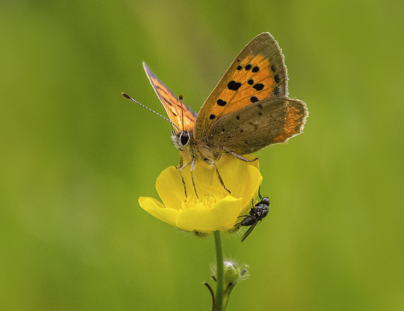 Small Copper - Butterflies