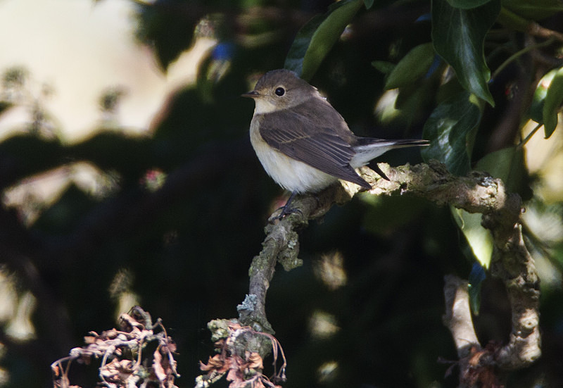 Red Breasted Flycatcher - Flycatchers