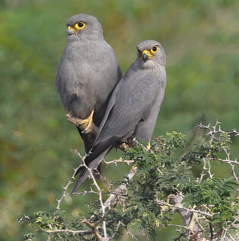 Grey Kestrel pair - The Gambia Januarry 2026