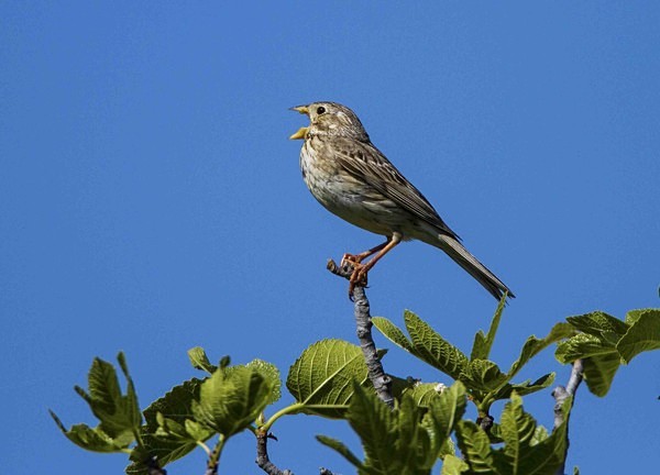 Corn Bunting - Extremadura, Spain