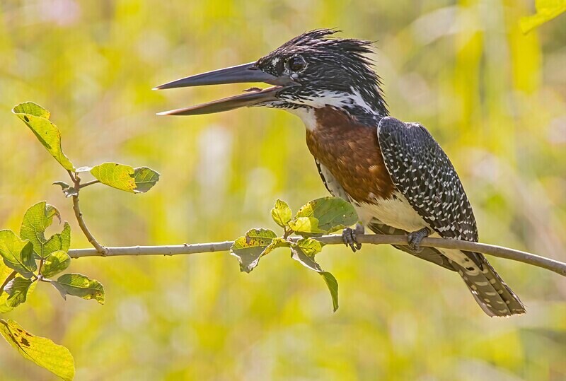 Giant Kingfisher - The Gambia Nov/Dec 2023