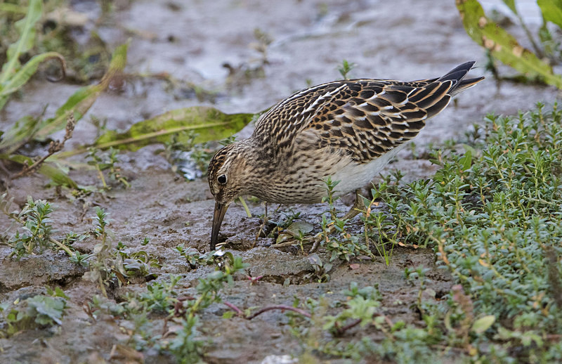 Pectoral Sandpiper - Norfolk Autumn 2016