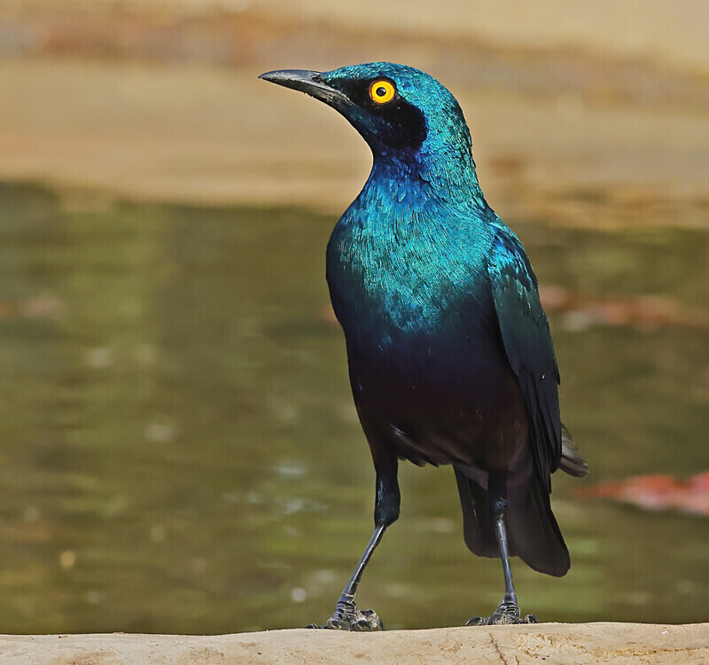 Greater Blue Eared Starling - The Gambia Januarry 2026