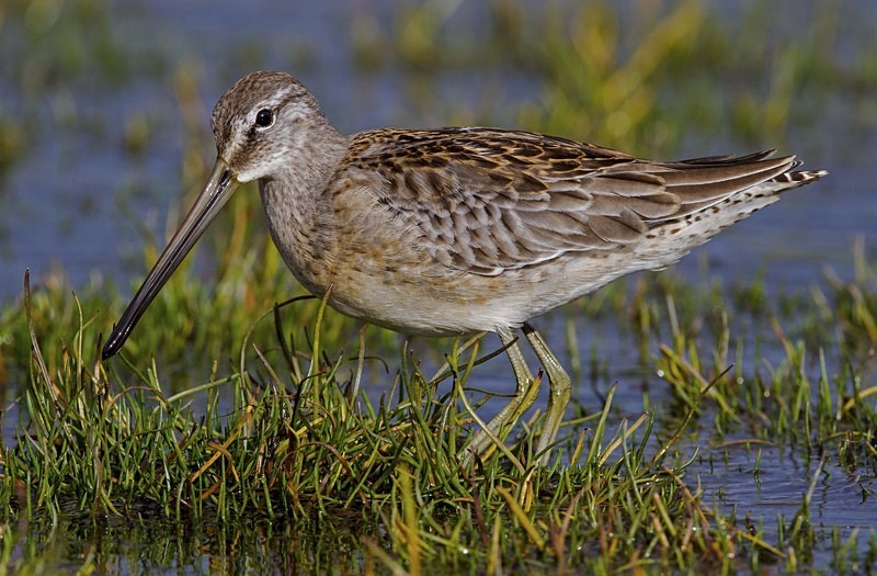 Long Billed Dowitcher - Long Billed Dowitcher