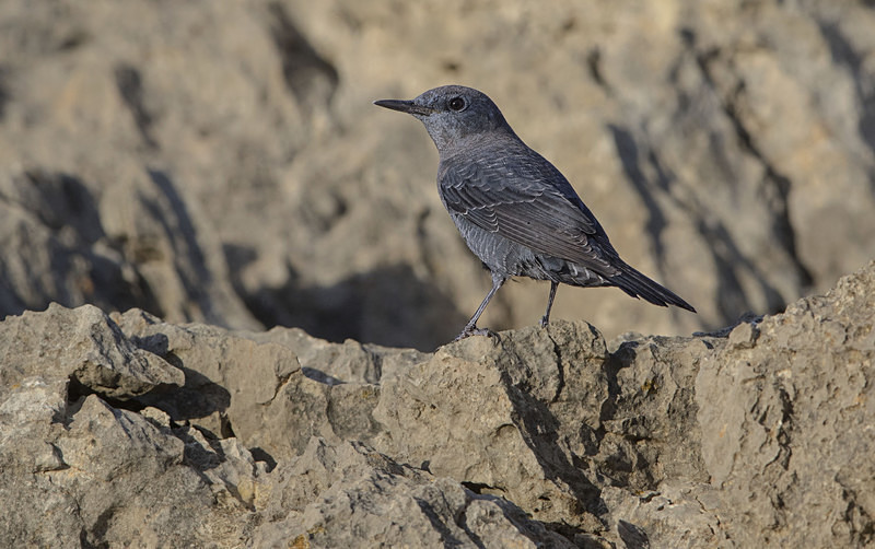 Blue Rock Thrush - Mallorca