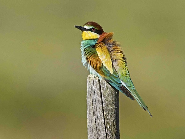 European Bee Eater - Extremadura, Spain