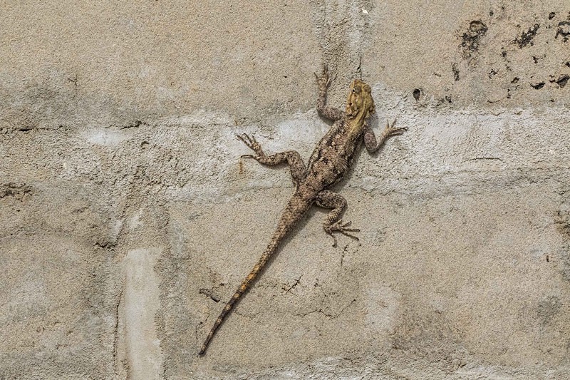 Agama Lizard. - The Gambia 2018