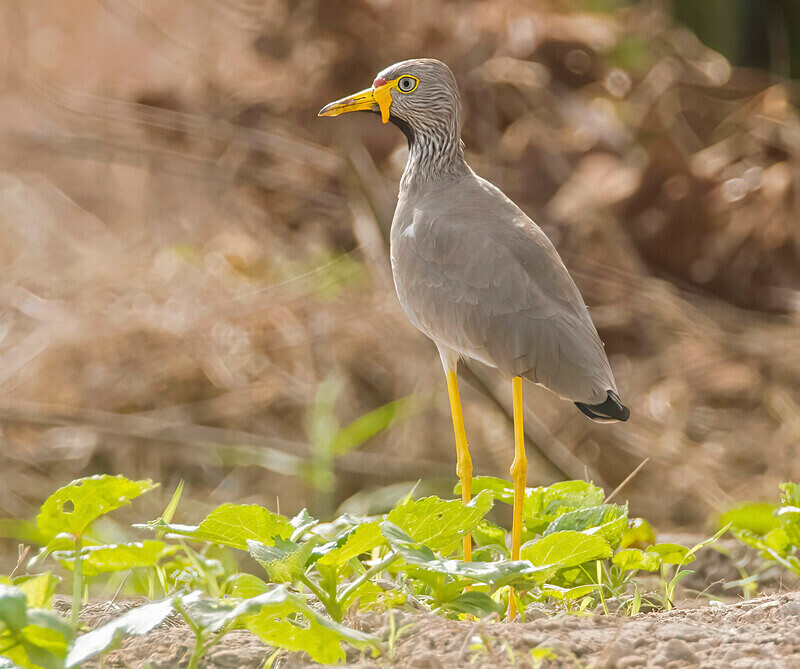 African Wattled Lapwing - The Gambia Nov/Dec 2023