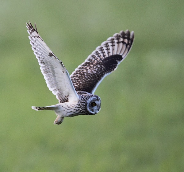 Short Eared Owl - Norfolk, Spring 2012
