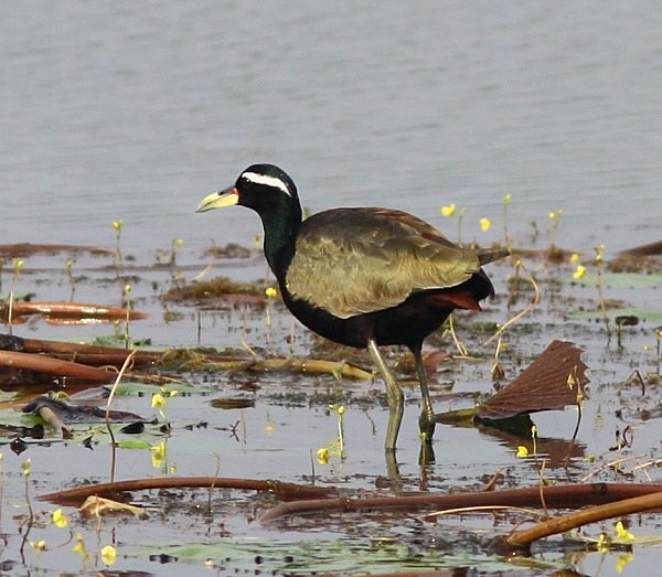 Bronze Winged Jacana - Indian Birds