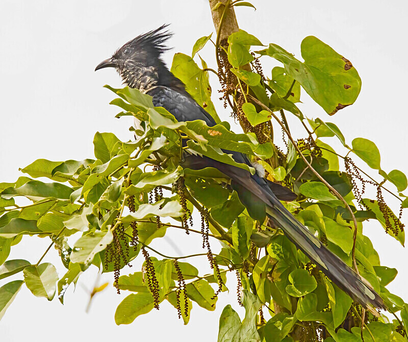 Levaillant's Cuckoo - The Gambia Nov/Dec 2023