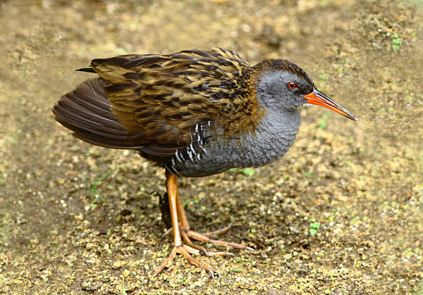 Water Rail posing - Herons, Egrets, Rails & Divers