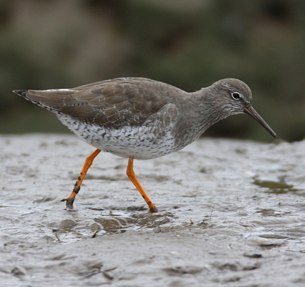 Redshank - Waders and Plovers