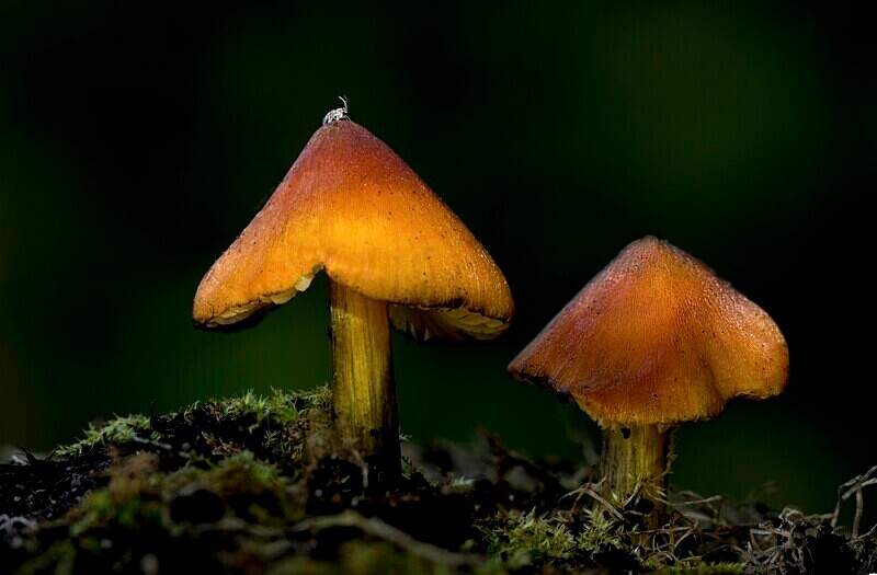 Blackening Waxcap (Witches Hat) - Waxcaps