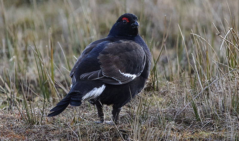 Black Grouse - Black Grouse
