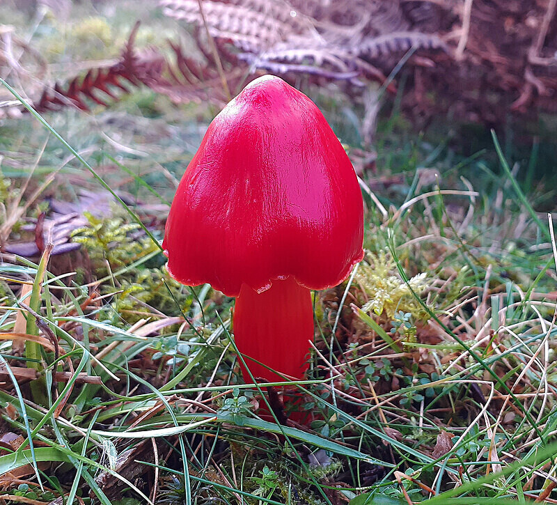 Scarlet Waxcap - Waxcaps