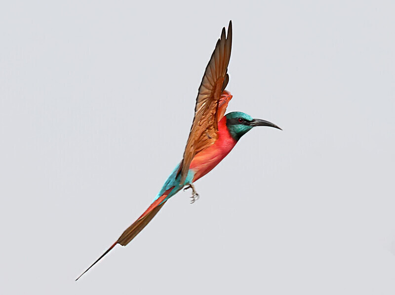 Northern Carmine Bee Eater - The Gambia Januarry 2026
