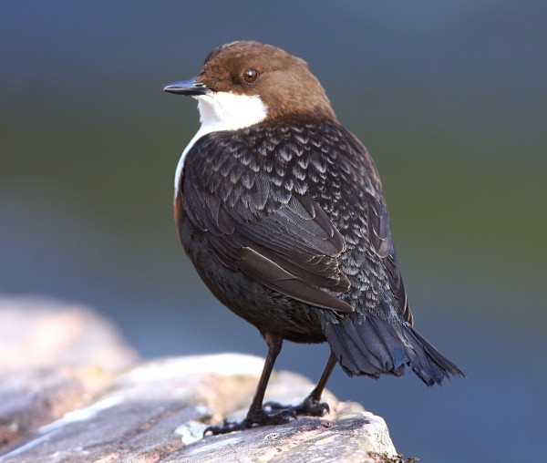 Dipper - Dippers, Kingfishers & Wagtails