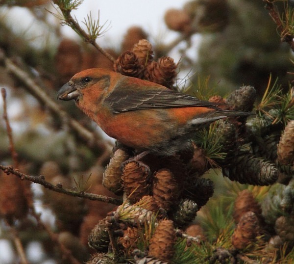 Male Crossbill - Crossbills