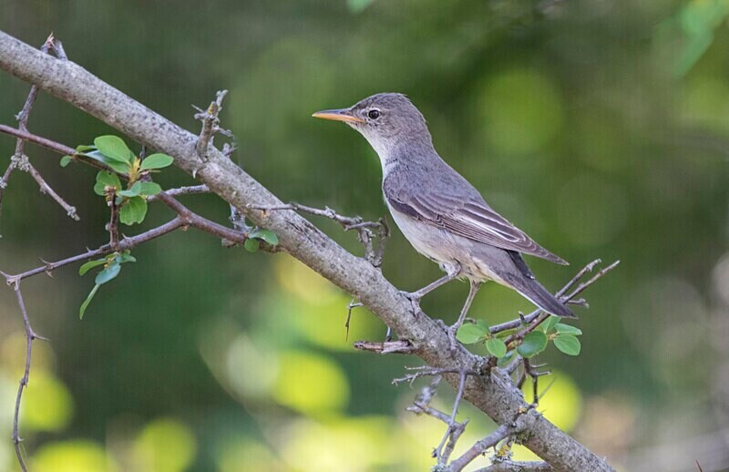 Olive Tree Warbler - Bulgaria and Romania 2019