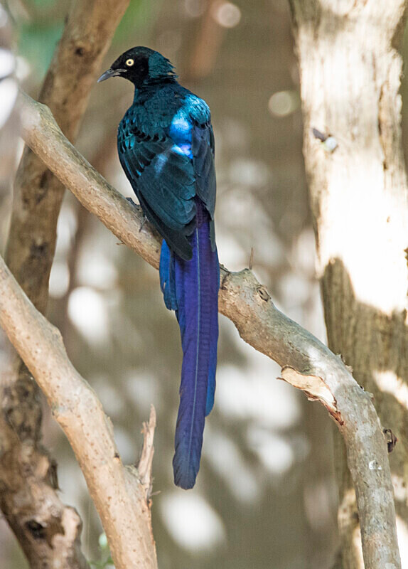 Long taild Glossy Starling - The Gambia Nov/Dec 2023