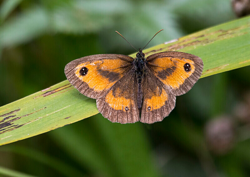 Gatekeeper (Male) - Butterflies
