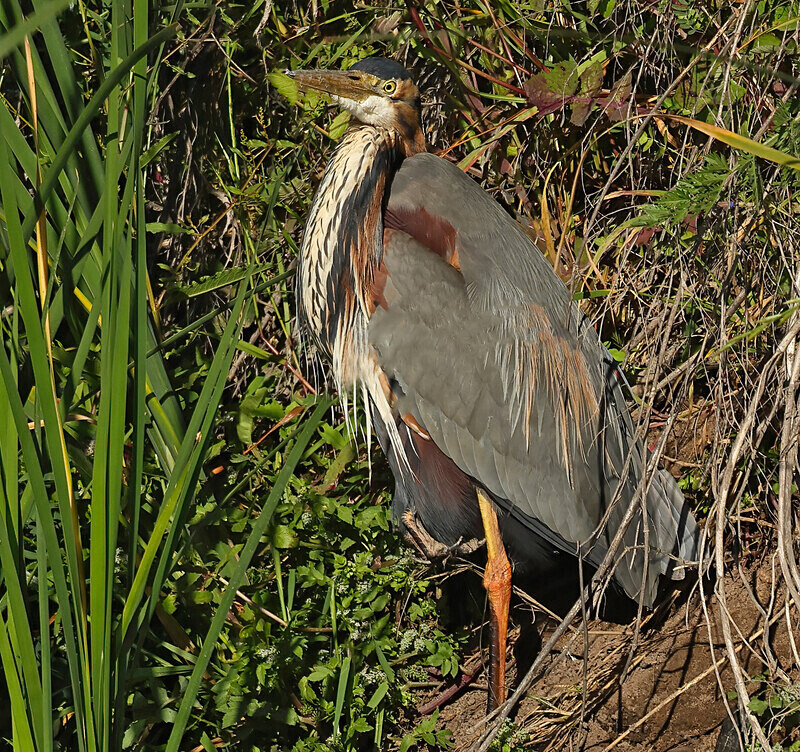 Purple Heron - Lesvos 2025