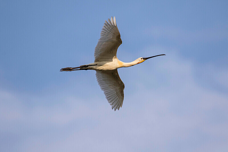 Spoonbill - Bulgaria and Romania 2019