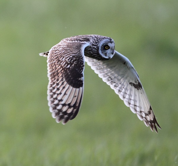 Short Eared Owl - Norfolk, Spring 2012
