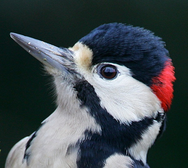 Great Spotted Woodpecker - Middlewood Nature Reserve
