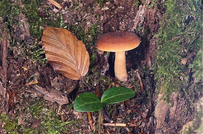 MilkCap - Caps