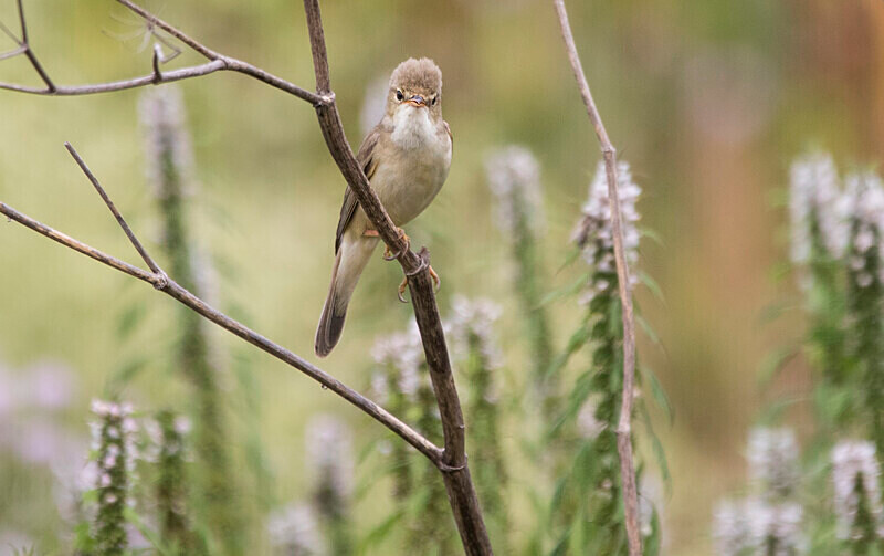 Marsh Warbler - Bulgaria and Romania 2019