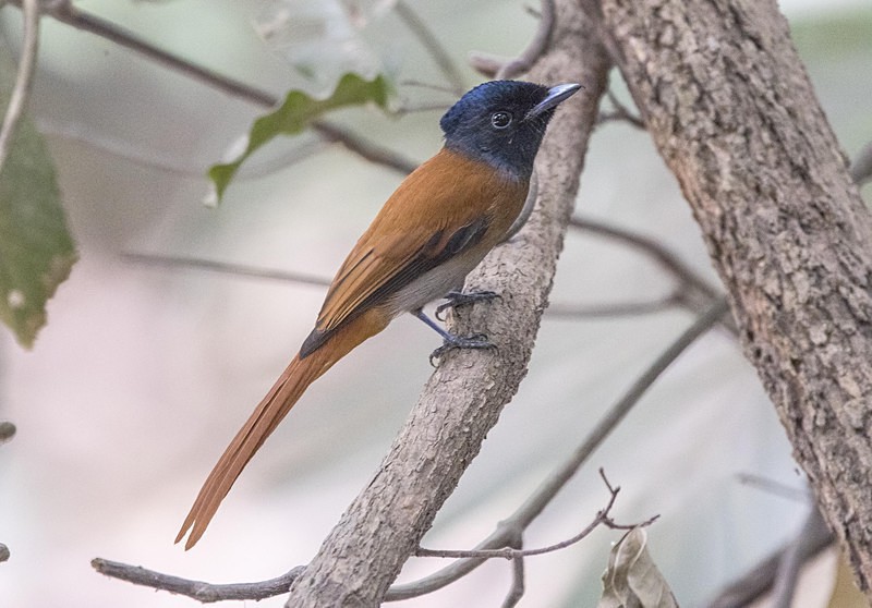 Female African Paradise Flycatcher. - The Gambia 2018