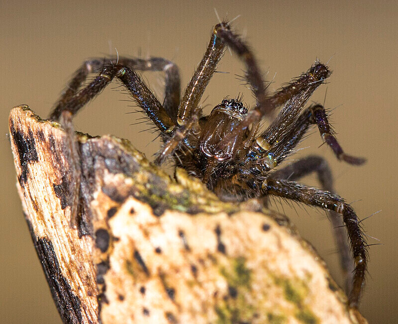 Giant House Spider - Images from the small world.