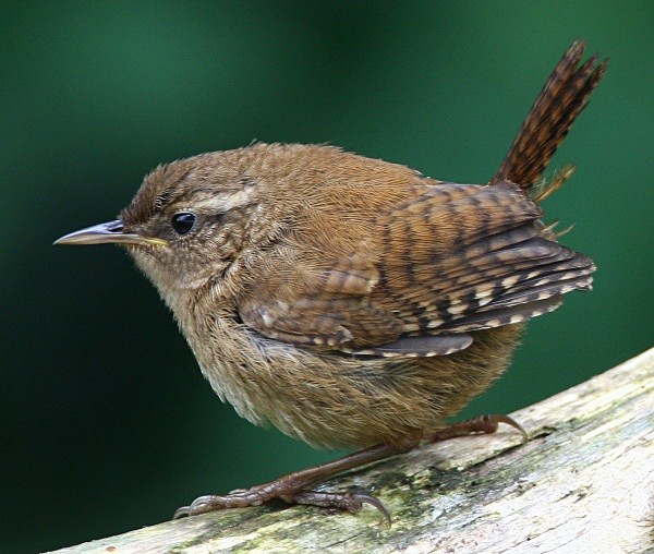 Wren - Wren