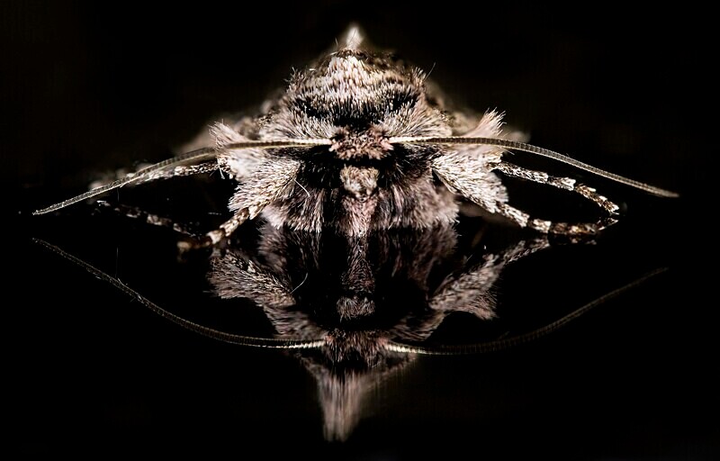 Early Grey Moth - Images from the small world.