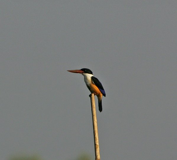 Black Capped Kingfisher - Indian Birds