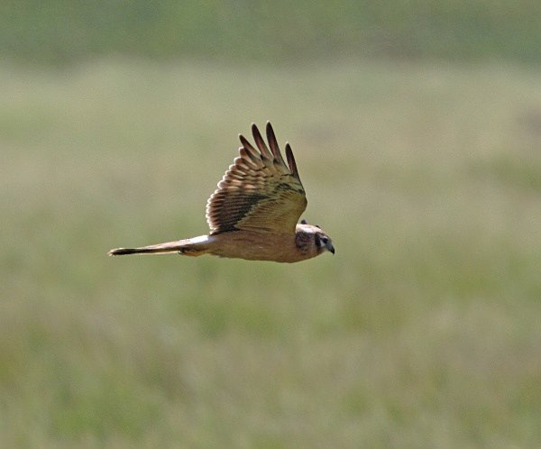 Montagues Harrier - Cyprus Birds