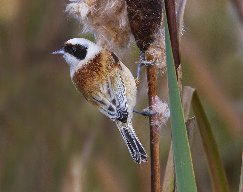 Male Penduline Tit - Penduline Tit