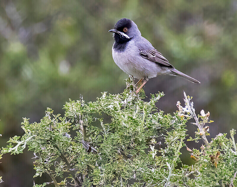 Ruppells Warbler. - Lesvos April/May 2023