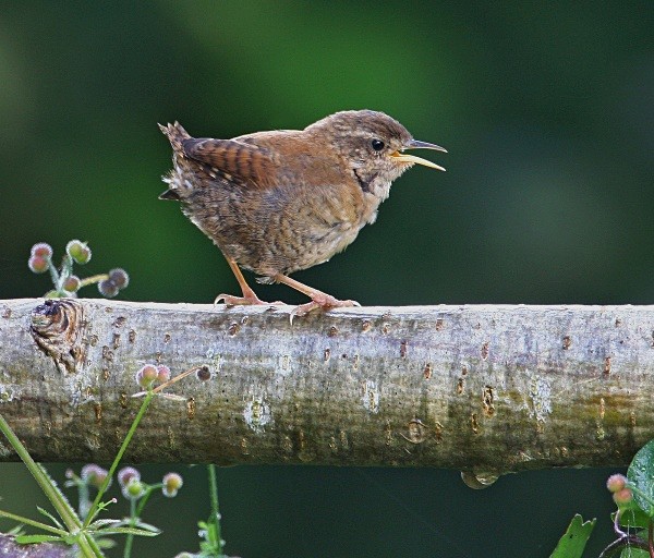 Wren Juvenile