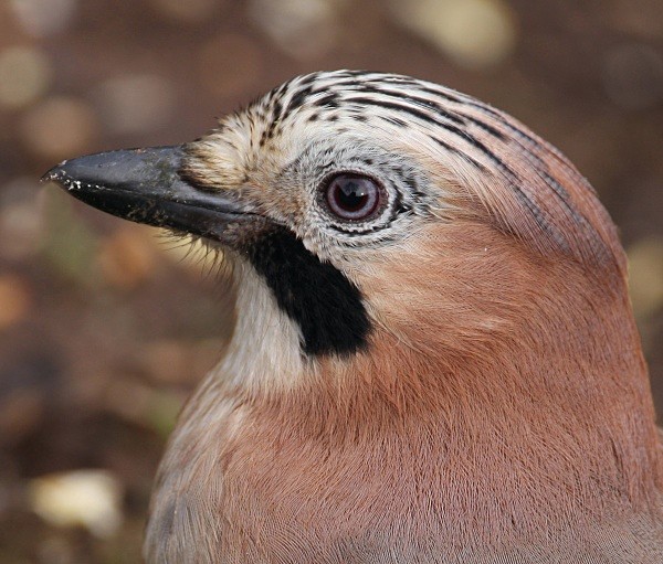 Jay - Owls, Raptors, Corvids & Doves