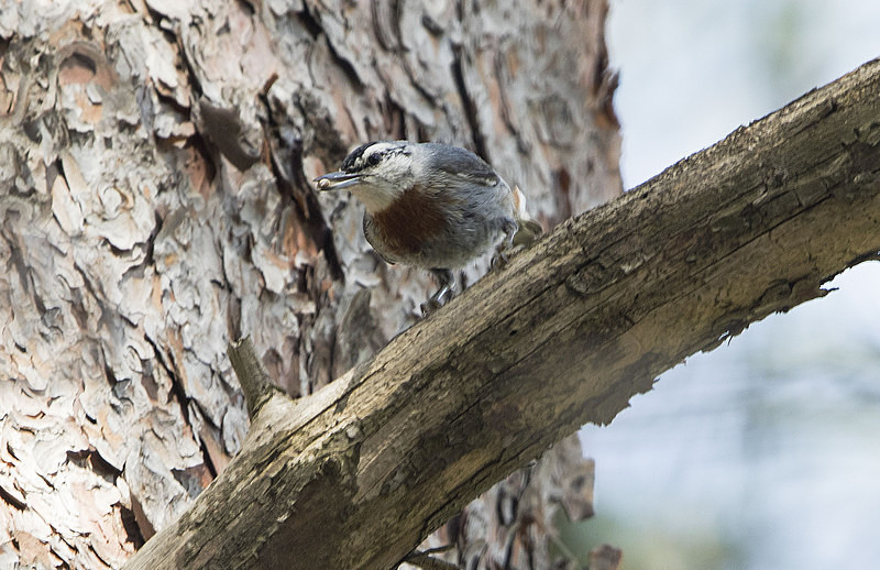 Krupers Nuthatch - Lesvos 2015