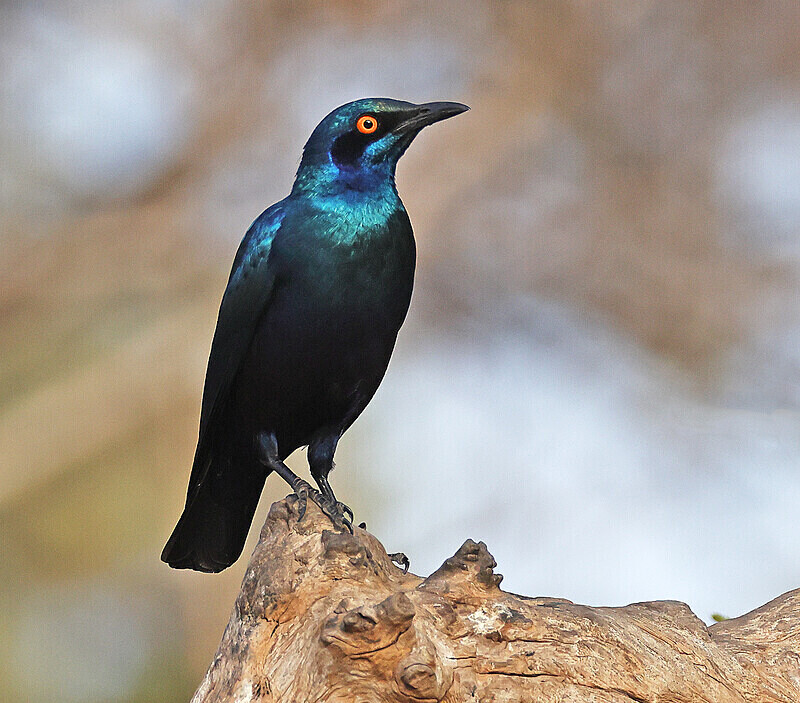 Bronze tailed Glossy Starling - The Gambia Januarry 2026