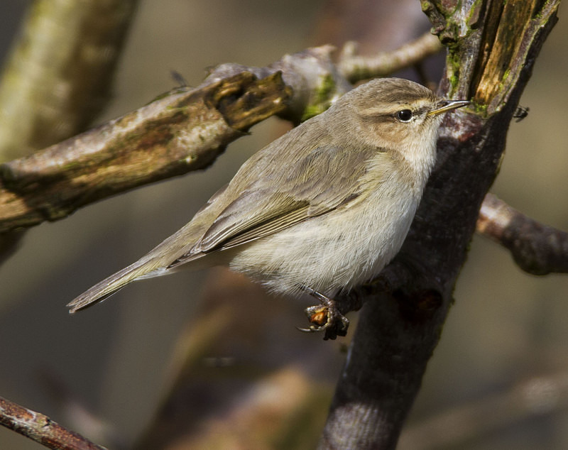 Siberian Chiffchaff - Warblers