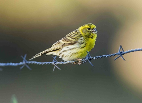 Serin - Extremadura, Spain