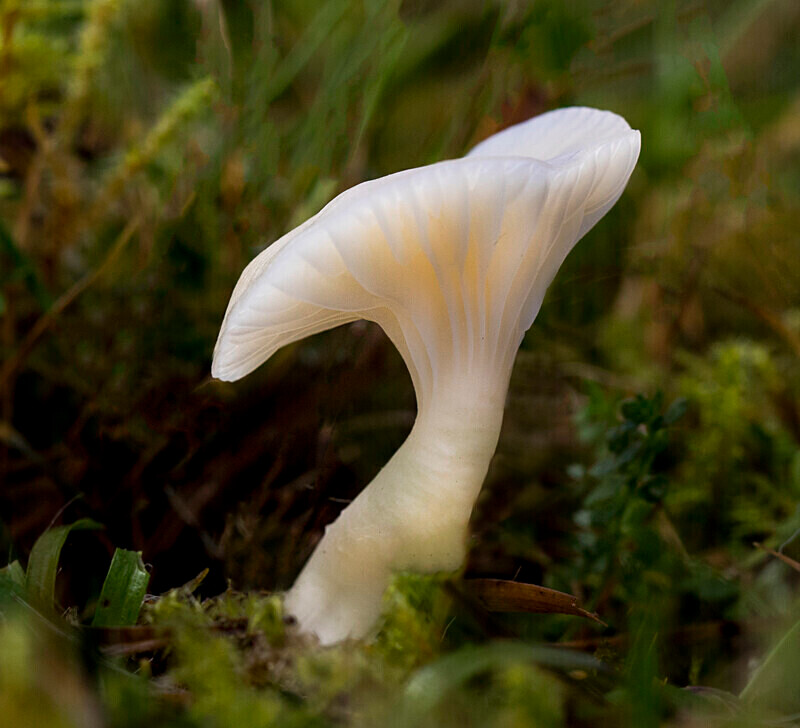 Snowy Waxcap - Waxcaps