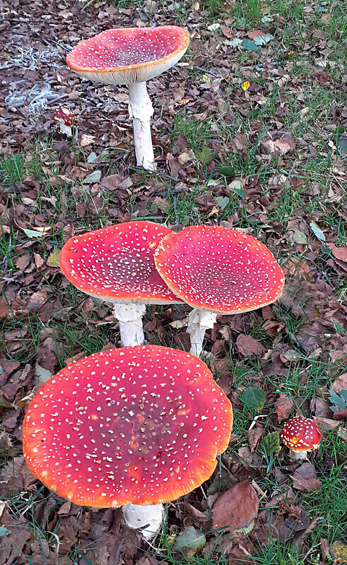 Fly Agaric - Fly Agaric