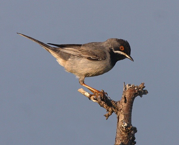 Ruppell's Warbler - Lesvos 2011